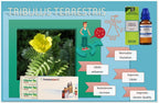 homeomart.com Tribulus Terrestris Homeopathy Pellets 200C - Pack of 3 - image 7