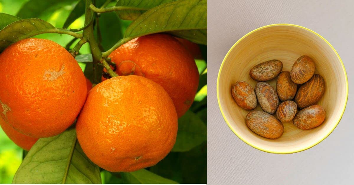 JEB FOODS African Bitter Kola Nuts