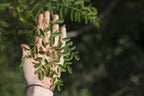 Maui Medicinal Herbs Moringa Leaf Extract - 1 Fl Oz - image 7