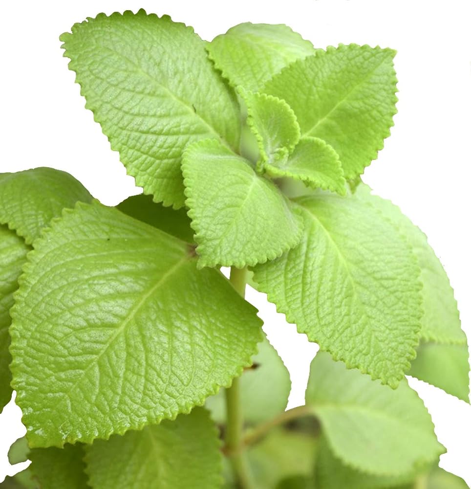 Eunivus Cuban Oregano Live Plant