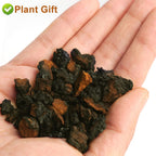 Plant Gift Chaga Mushroom Tea Chunks - 125g - image 4