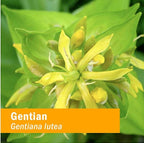 Herb Pharm Certified Organic Gentian Extract for Digestive Support