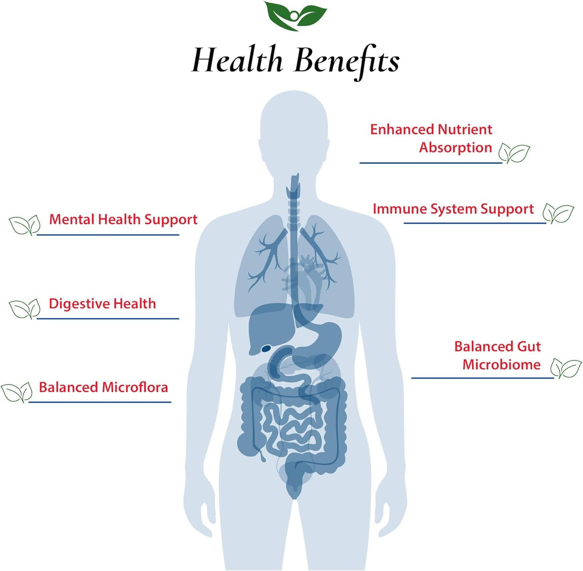 Foods For Gut Lactobacillus Plantarum Probiotic Powder - 30g - image 4