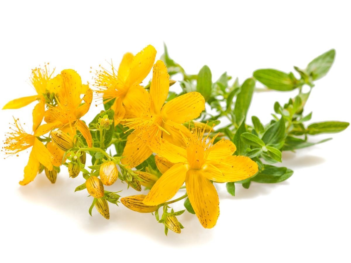 Nature Tea St. John's Wort C/S - Dried Hypericum perforatum Loose Tea