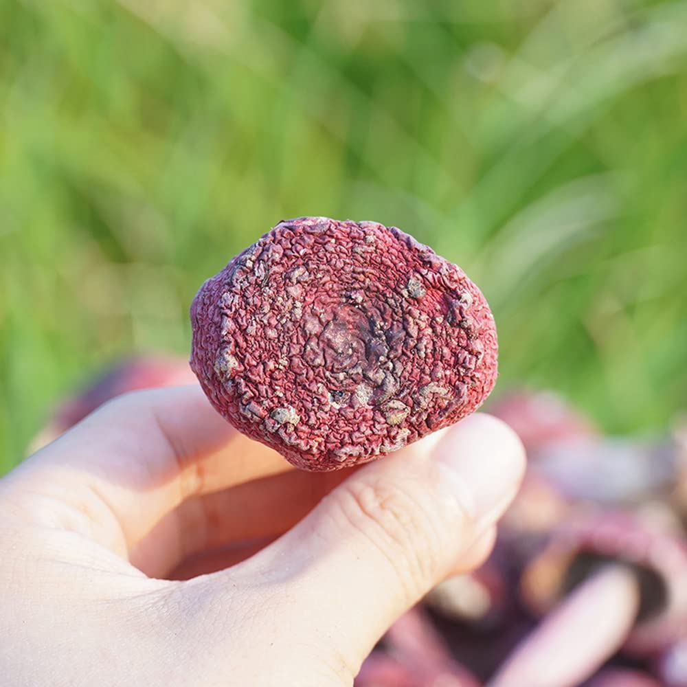KAPTAS Russula Mushroom Red Mushroom Russula Sp Chinese Russula Vinosa