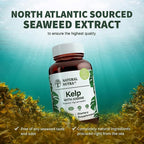 Natural Nutra Kelp Iodine Supplement Parent