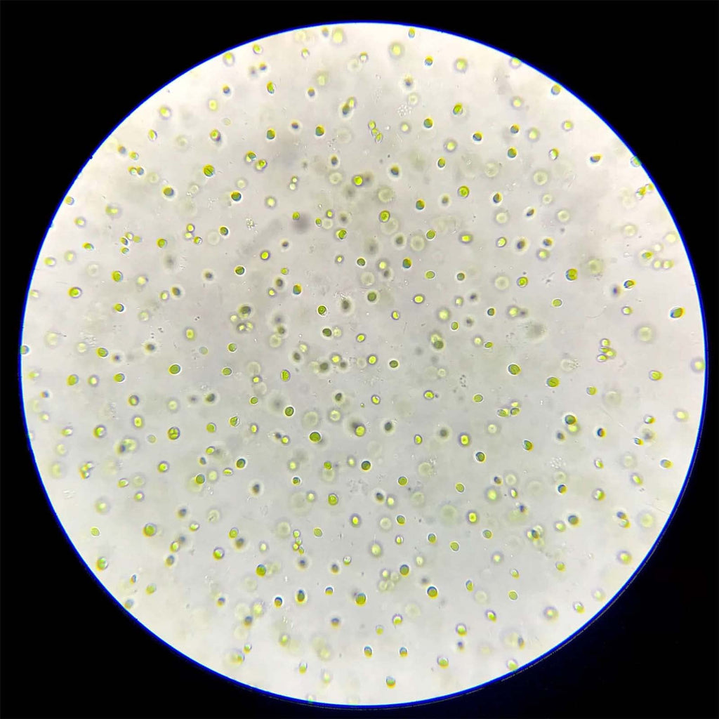 GREEN WATER FARM Concentrated Chlorella Powder - 1.06 oz - image 8
