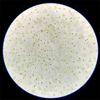 GREEN WATER FARM Concentrated Chlorella Powder - 1.06 oz - image 8