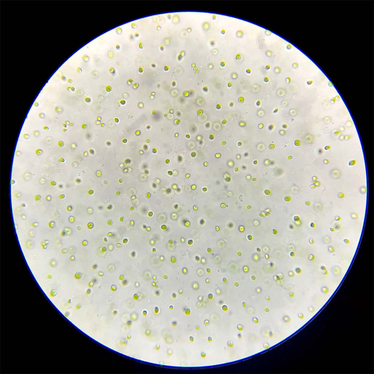 GREEN WATER FARM Concentrated Chlorella Powder - 1.06 oz - image 8
