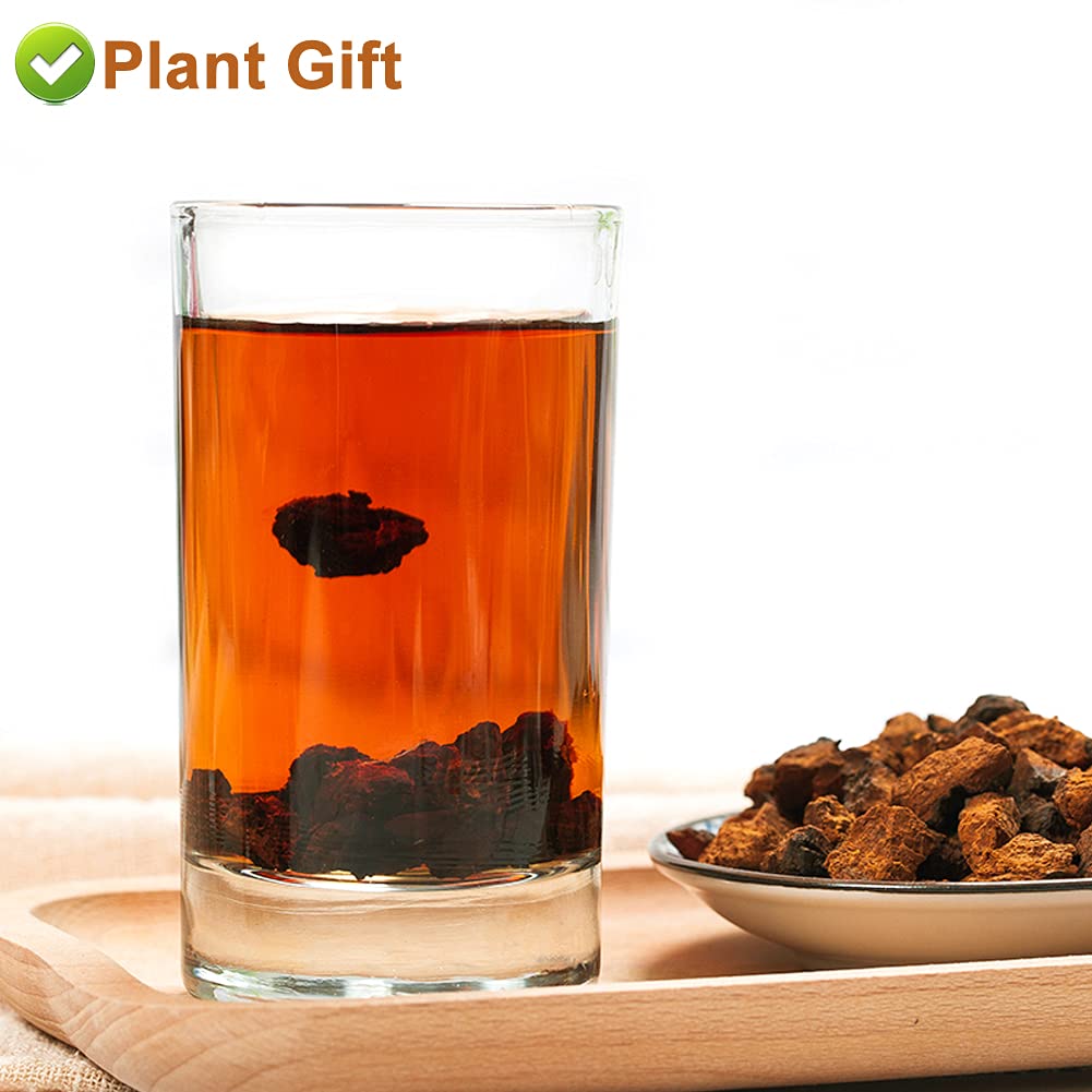 Plant Gift Chaga Mushroom Tea Chunks - 125g - image 6