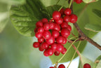 Dragon Herbs Schizandra Capsules - 100 Capsules - image 2