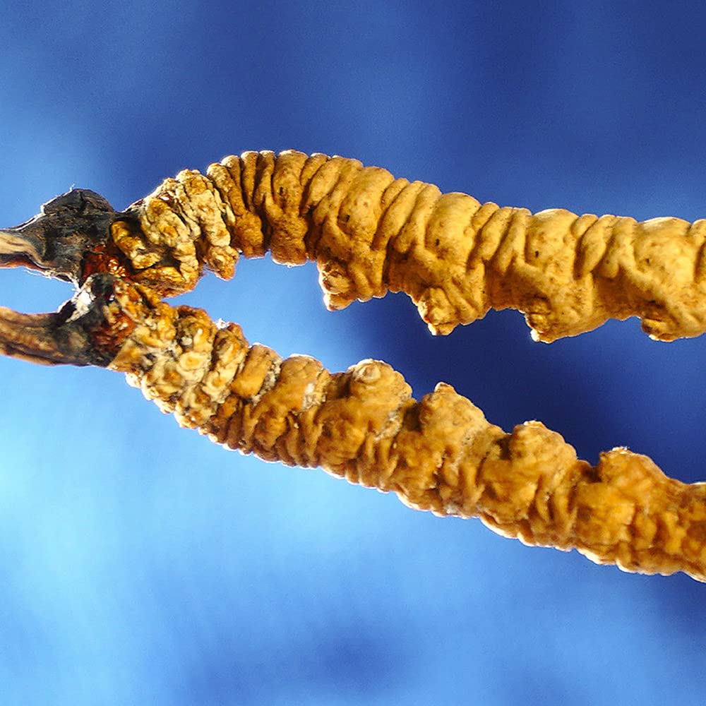 Generic Cordyceps Sinensis Wild Himalayan Whole - 6g - image 6