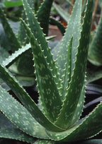 Barbadensis Organic Aloe Vera Leaves - 3 Pounds - image 2