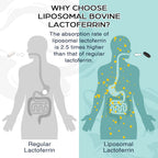Pepeior Liposomal Lactoferrin 1000 mg Diet - Maximized Lactoferrin