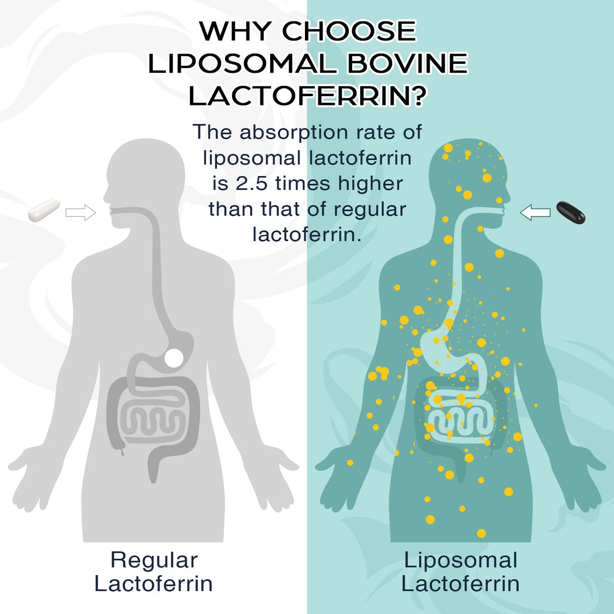 Pepeior Liposomal Lactoferrin 1000 mg Diet - Maximized Lactoferrin