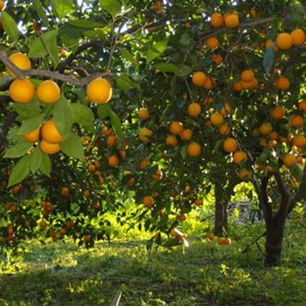 bodi : Citrus bioflavonoid Powder