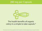 KOYAH - Organic Celery - Parent