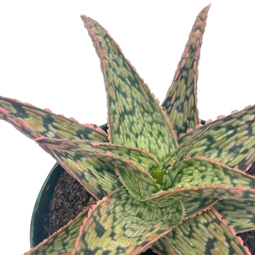 BubbleBlooms White Aloe Snowflake Aloe - 4 Inch Pot - image 6