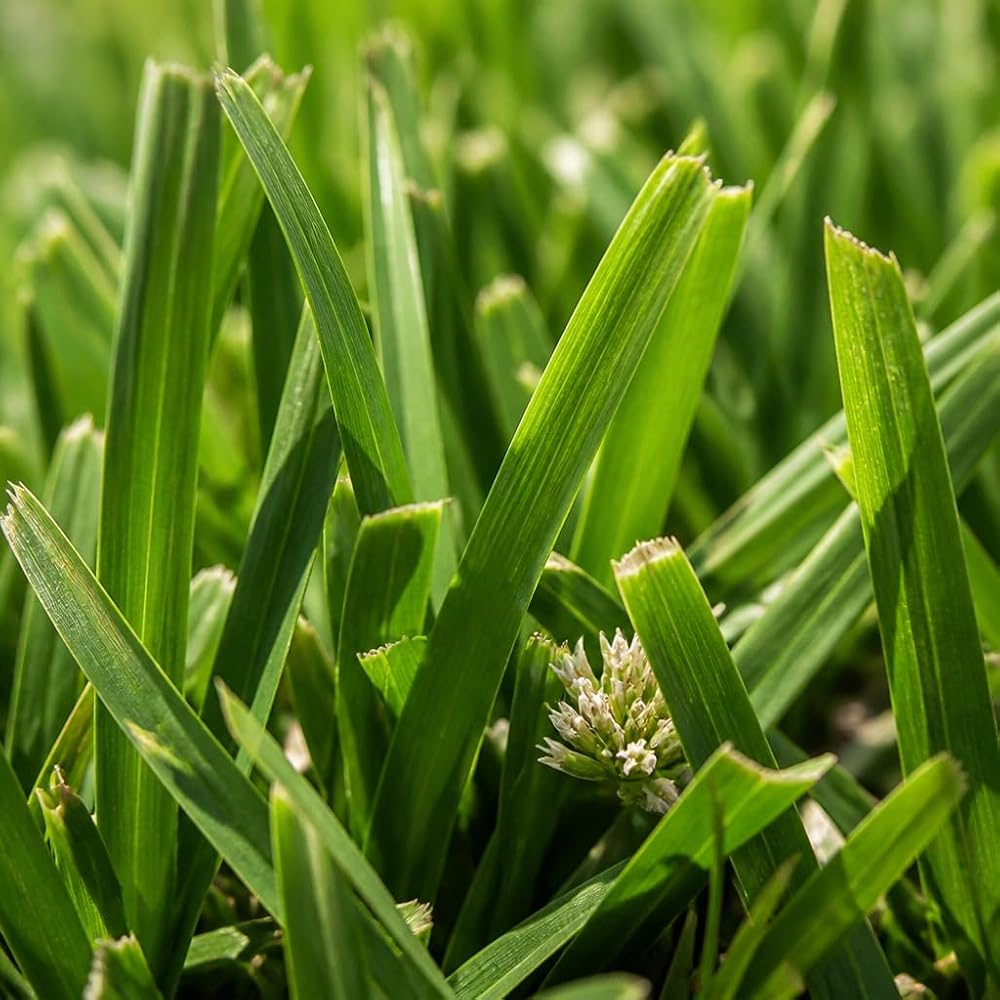 Circle C Farms Palmetto St. Augustine Grass Plugs - 72 Count - image 3