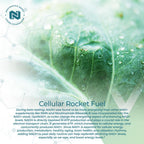 Nootropics Depot NADH + Chlorella Capsules