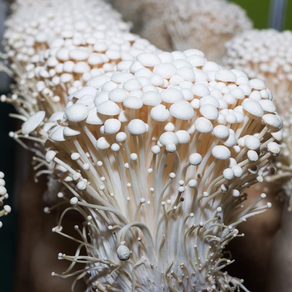 Mushroom Liquid Culture Syringe - Spore Free Live Mycelium