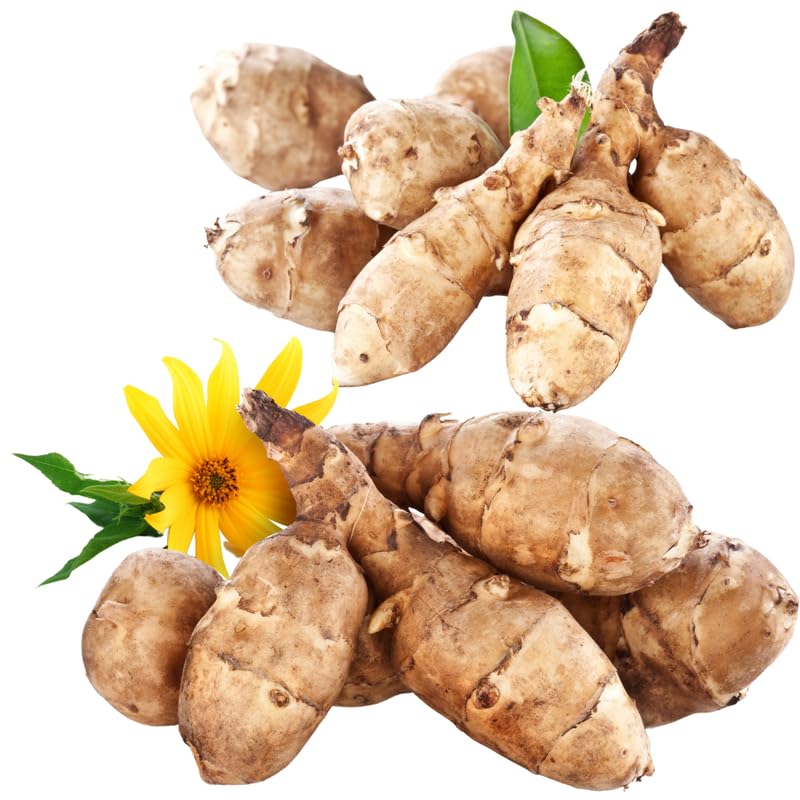 AVERAR Jerusalem Artichoke Roots for Planting - 5 Count - image 5