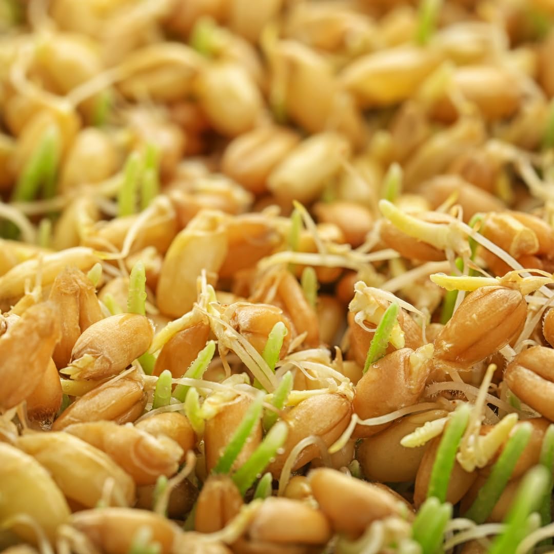 Jovvily Wheat Grass Powder - Superfood - No Fillers - Smoothies