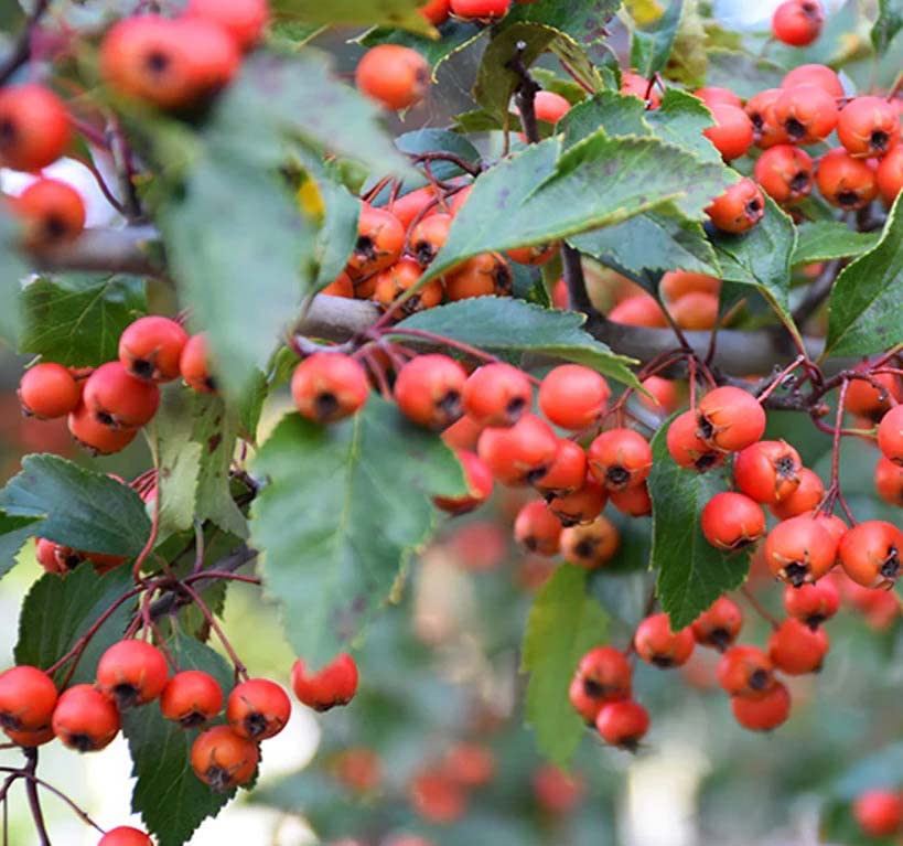 MySeeds.Co Black Hawthorn Tree Seeds - 500 Seeds - image 3
