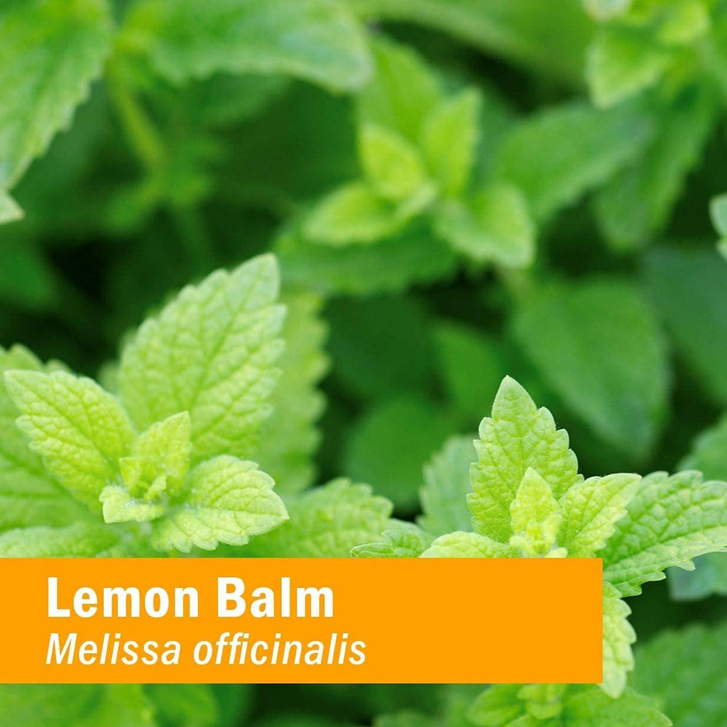 Herb Pharm Kids Lemon Balm Calm Organic Herbal Tincture - 1 fl oz - image 3