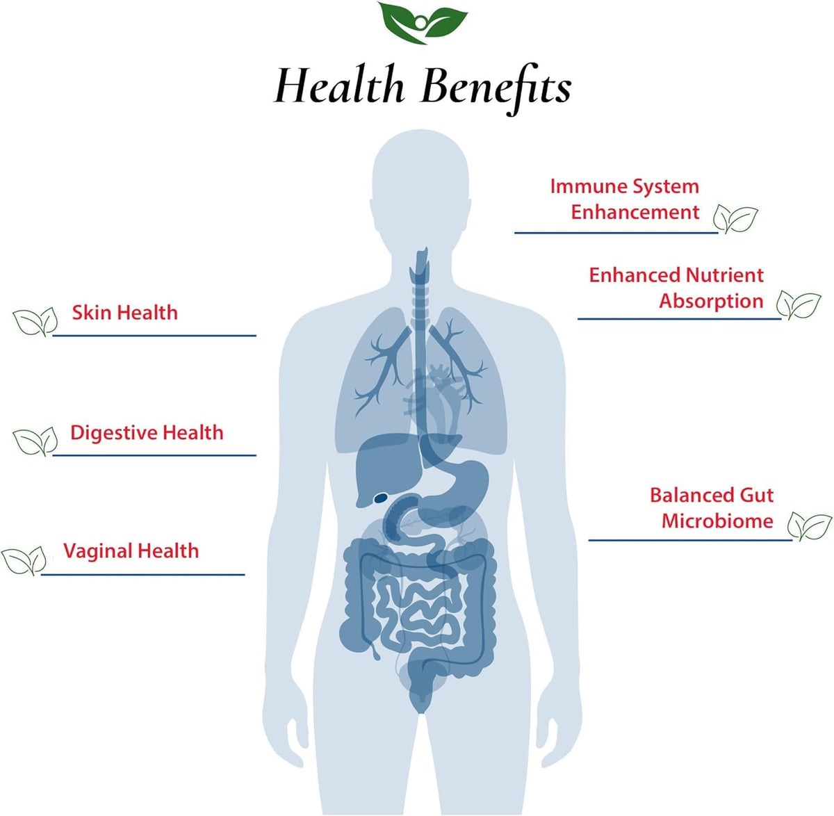 Foods For Gut Lactobacillus Gasseri Probiotic Powder - 30g - image 4
