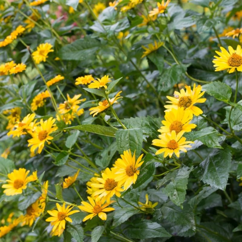 AVERAR Jerusalem Artichoke Roots for Planting - 5 Count - image 3