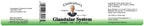 Christopher's Original Formulas Glandular System Ointment - 2 oz - image 3
