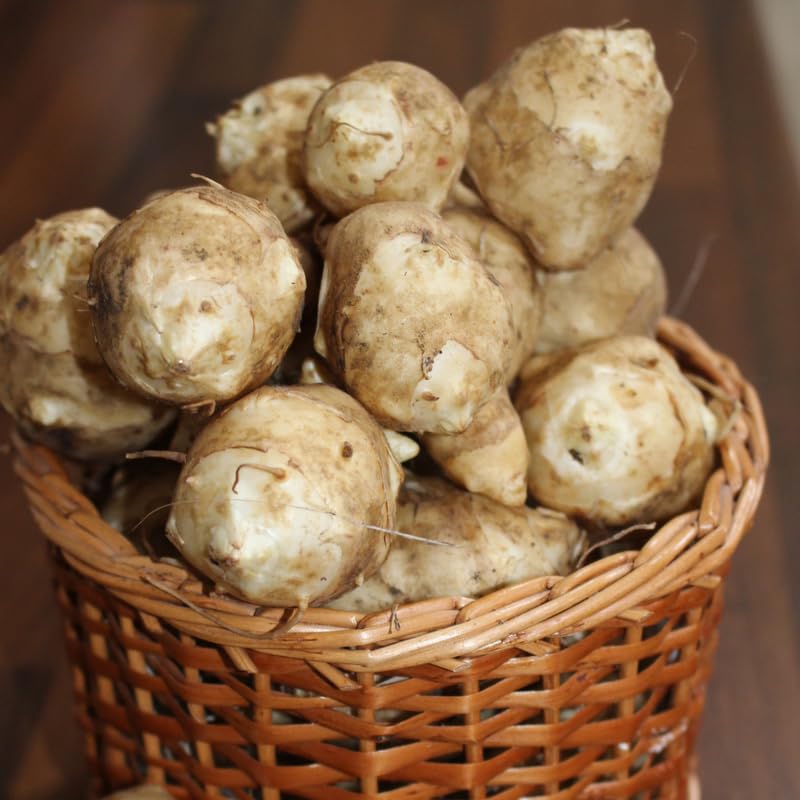 AVERAR Jerusalem Artichoke Roots for Planting - 5 Count