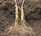 Xi Ge Ge American Ginseng Root from Wisconsin - 1 Pound - image 4