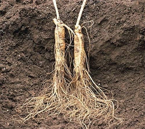 Xi Ge Ge American Ginseng Root from Wisconsin - 1 Pound - image 4