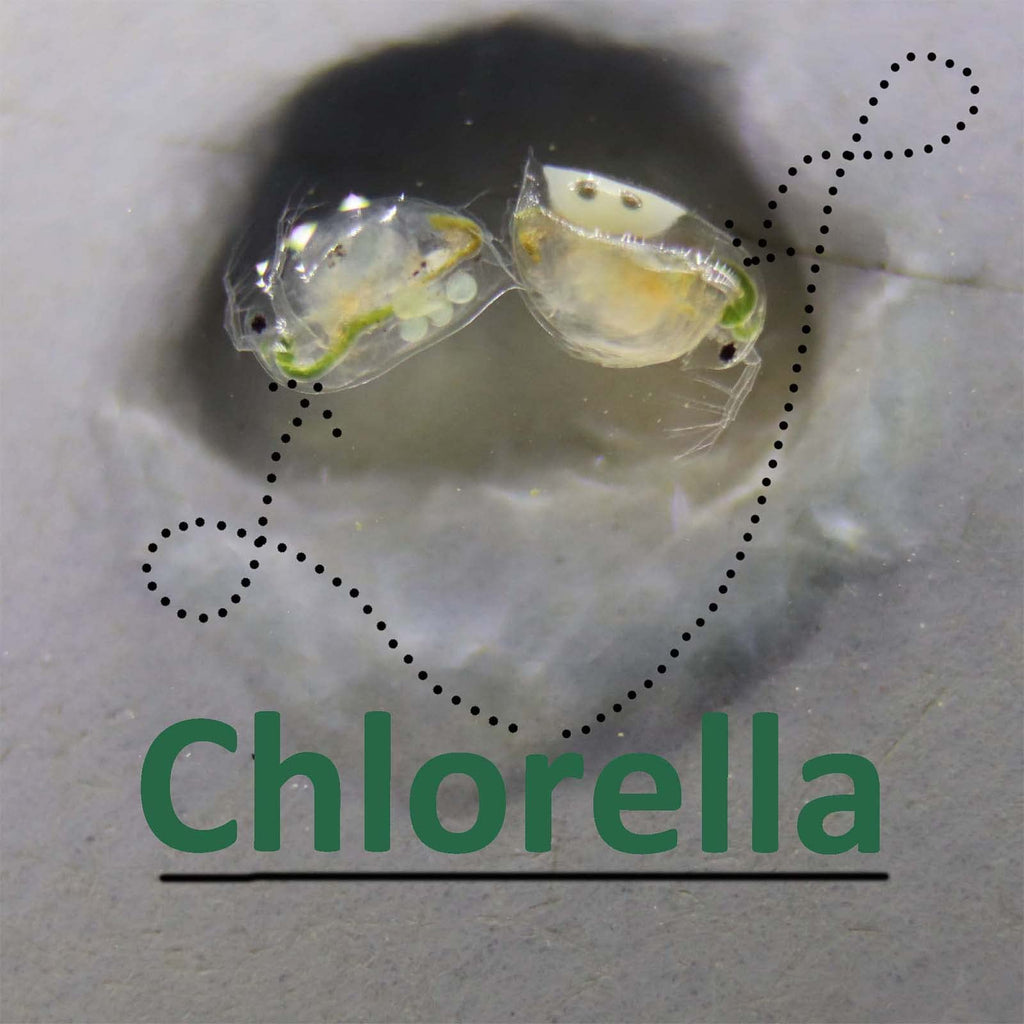 GREEN WATER FARM Concentrated Chlorella Powder - 1.06 oz - image 5