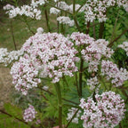 Frozen Seed Capsules Anthos Valerian Seeds - 100 Seeds - image 5
