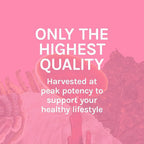 Host Defense Turkey Tail Capsules - Digestive Health & Immune
