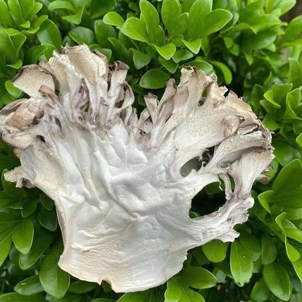 REUEHDS Maitake Mushroom Huishuhua