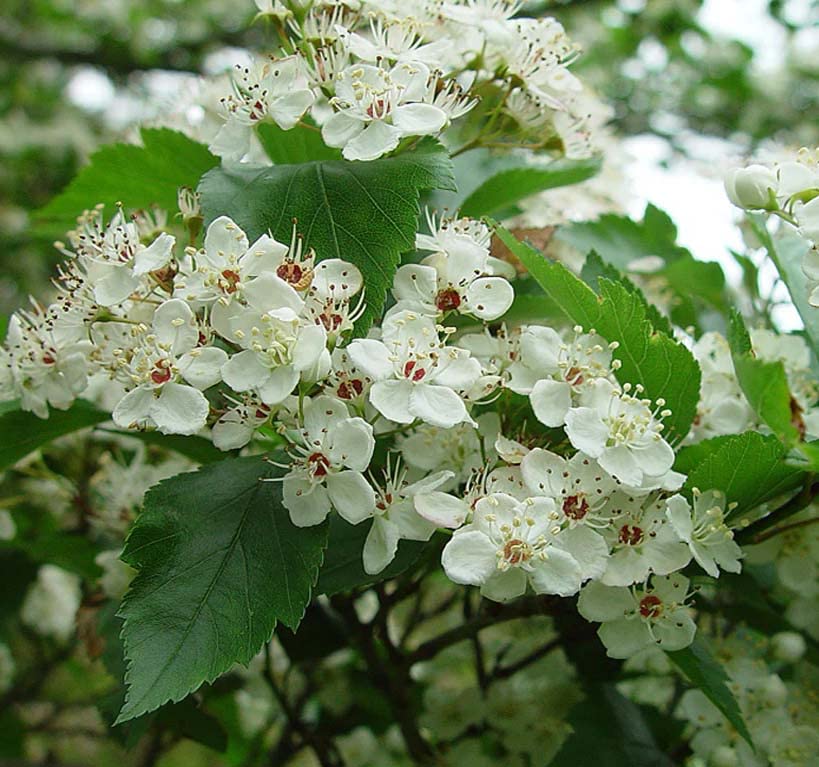 MySeeds.Co Black Hawthorn Tree Seeds - 500 Seeds