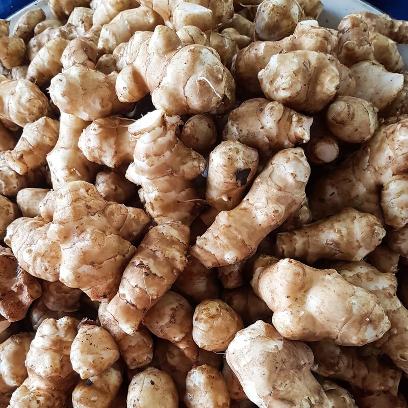 AVERAR Jerusalem Artichoke Roots for Planting - 5 Count - image 4