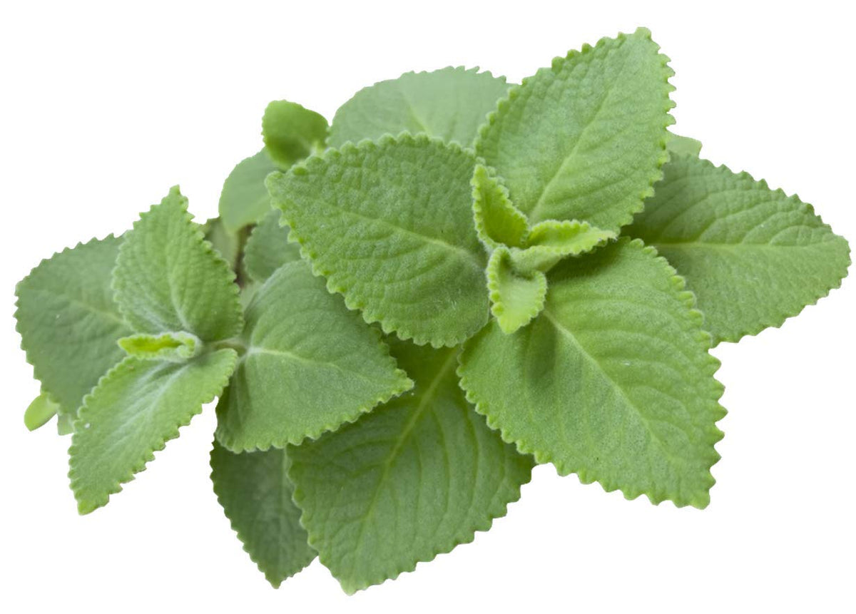 Eunivus Cuban Oregano Live Plant - image 3