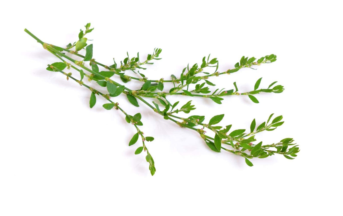 Health Embassy Knotgrass Herb Tea - 100g - image 5