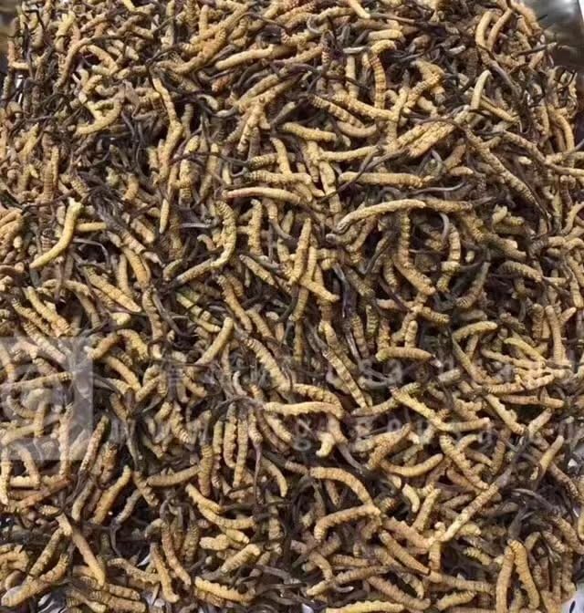 Xi Ge Ge Wild Tibet Cordyceps Sinensis - 0.5 oz - image 2