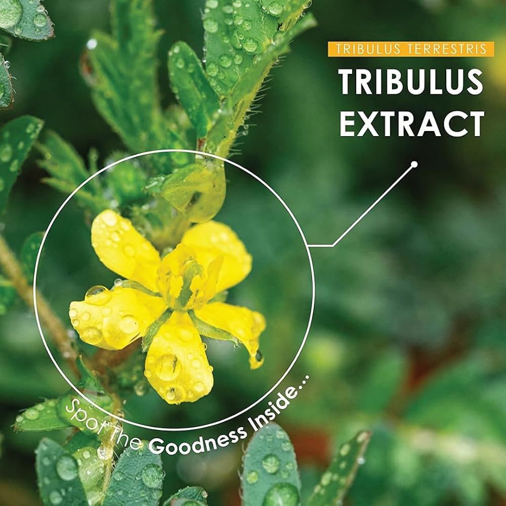 minature Gokshura Tribulus Terrestris Tablets - 90 Count - image 6