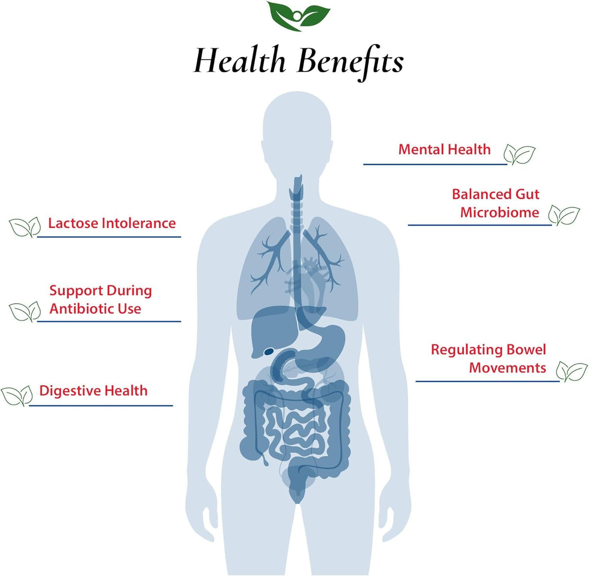 Foods For Gut Lactobacillus Acidophilus Probiotic Powder - 30g - image 4