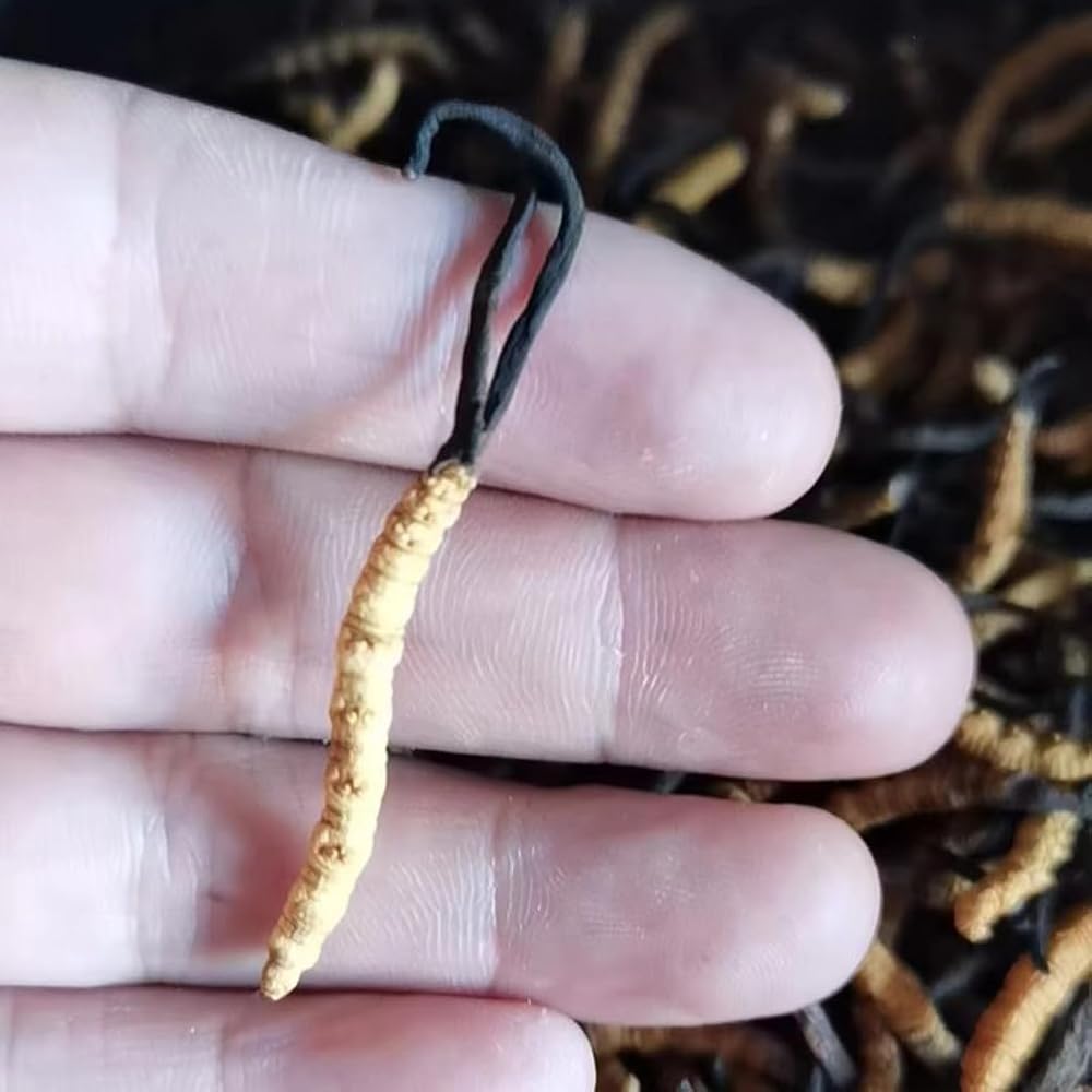 CHENXXLD Cordyceps Sinensis Chongcao Mushroom - 6g - image 4