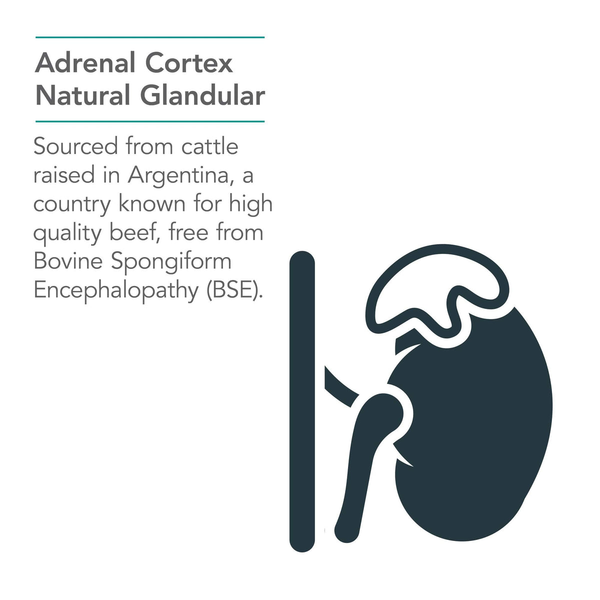 Allergy Research Group Adrenal Cortex Bovine Glandular 100 mg - image 4