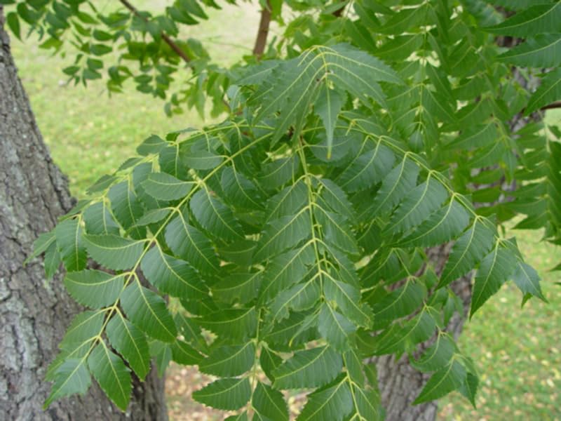 Raven Moonlight Neem Leaf Organic Herbal Supplement - 1 oz - image 2