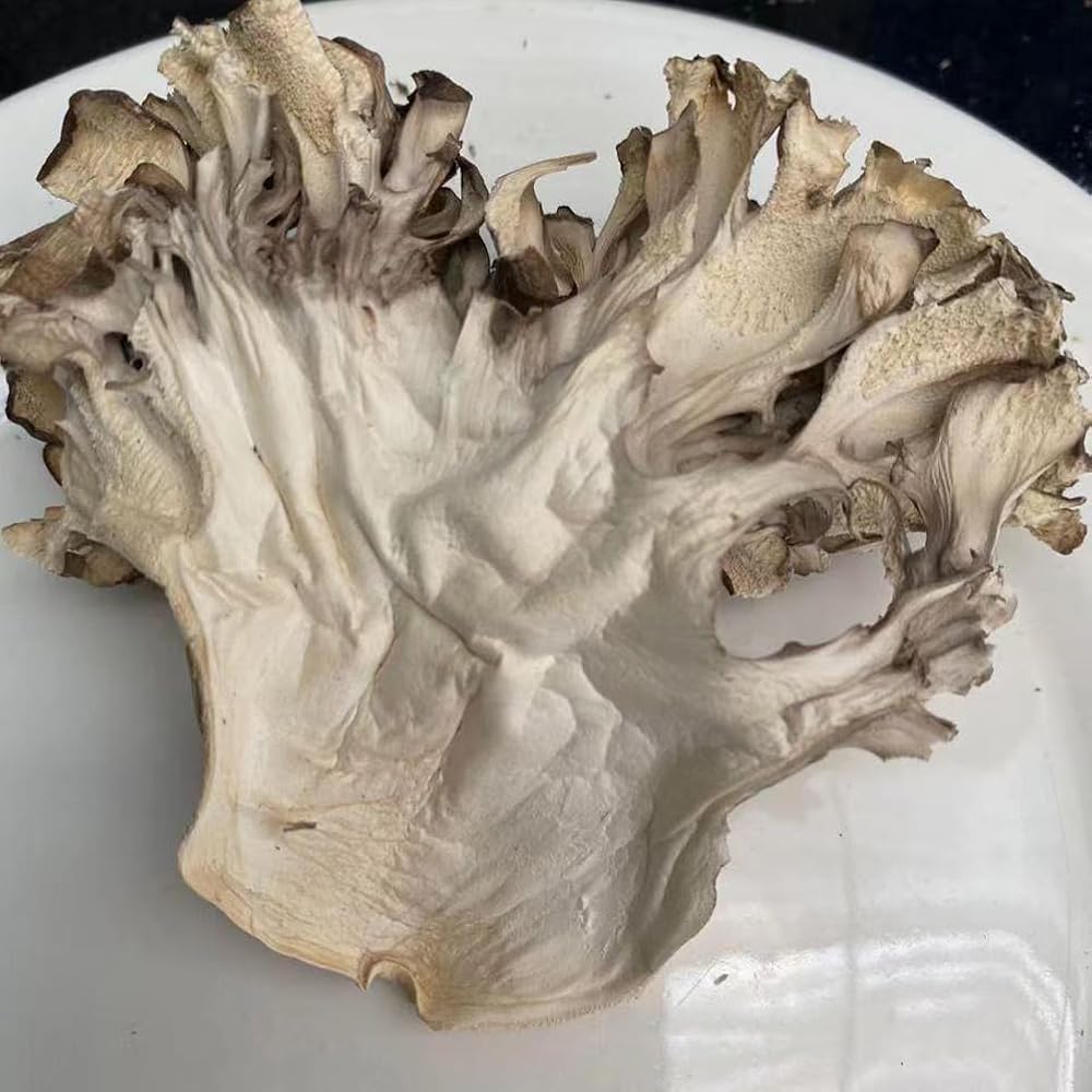 REUEHDS Maitake Mushroom Huishuhua